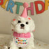 Party Birthday Hat and Bib Set for Dog or Cat - Bichon Frise - Minihomy