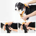 Explosion-Proof Dog Collar Harness with Retractable Leash - Safe and Adjustable - Minihomy