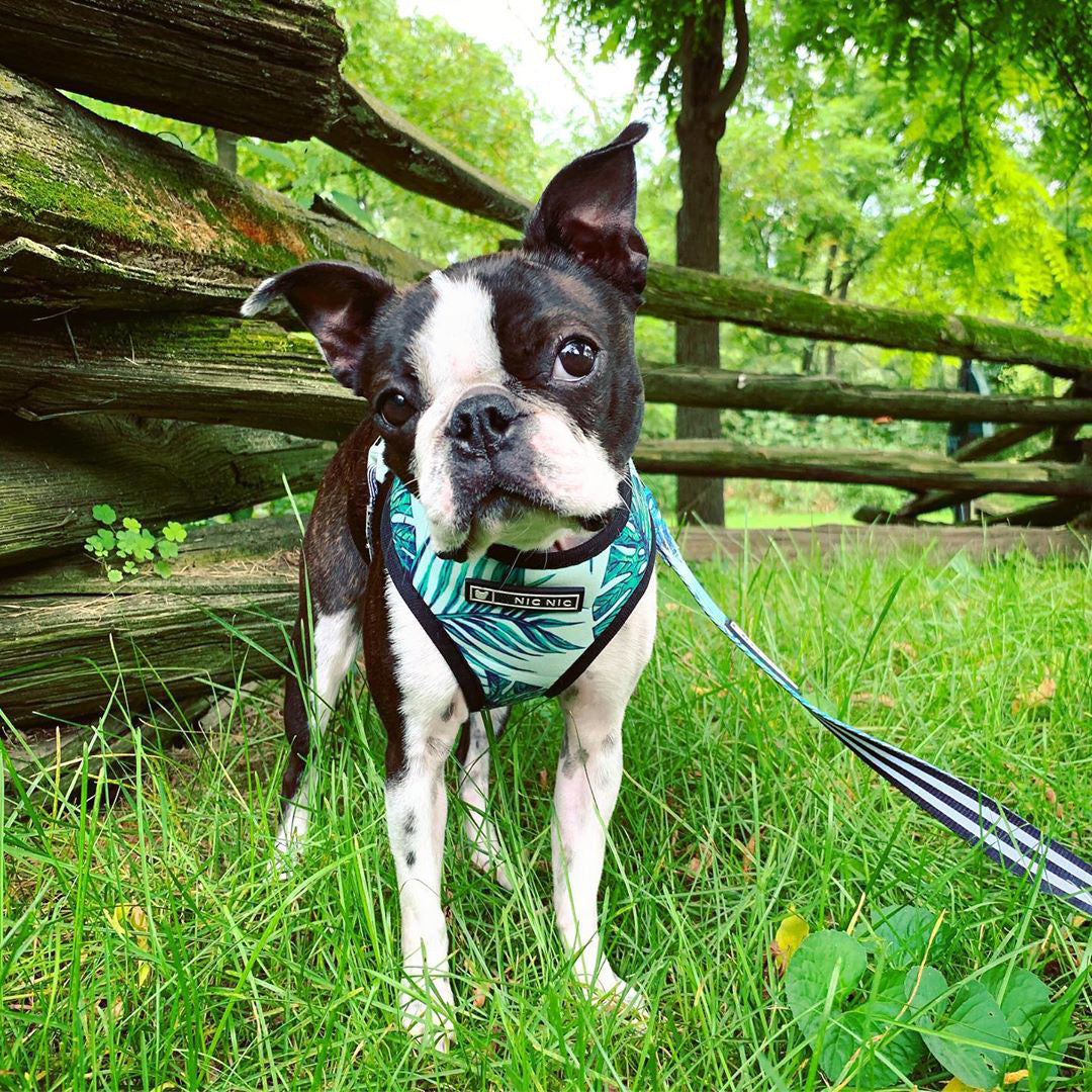 Küçük köpek evcil hayvan koşumu