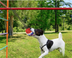 Dog Teething And Bite Resistant Outdoor Strong Draw Rope Ball - Minihomy