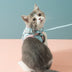 Cat Traction Rope Chest Strap To Prevent Breaking Free Pets Cat Strap - Minihomy