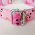 Pet Supplies Dog Collar Pet Leash - Minihomy