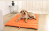 Waterproof And Bite-resistant Mat For Pets That Are Not Easy To Stick To Hair